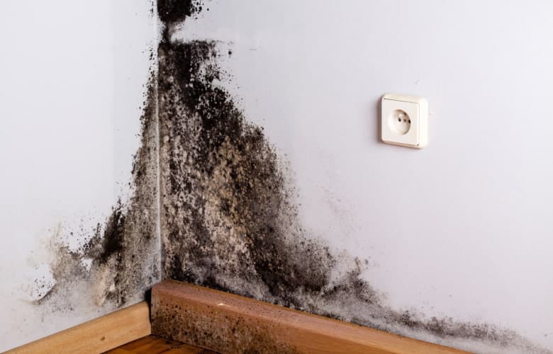 Zwarte schimmel in een hoek van een woning