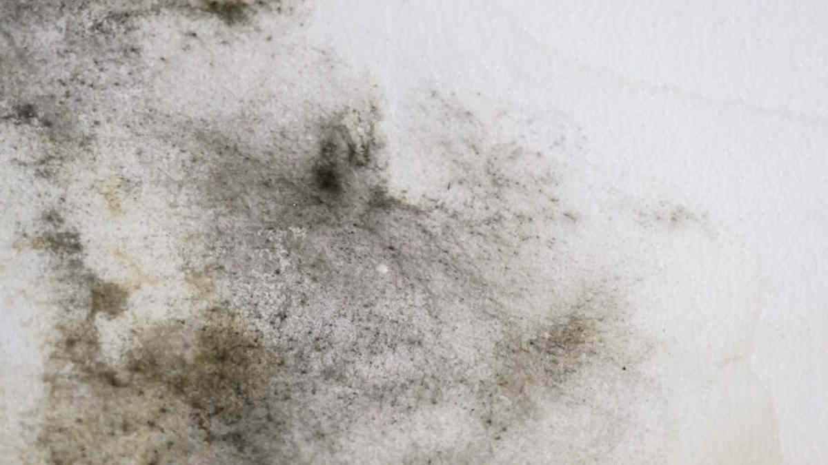 In een te vochtige badkamer kan schimmel ontstaan.